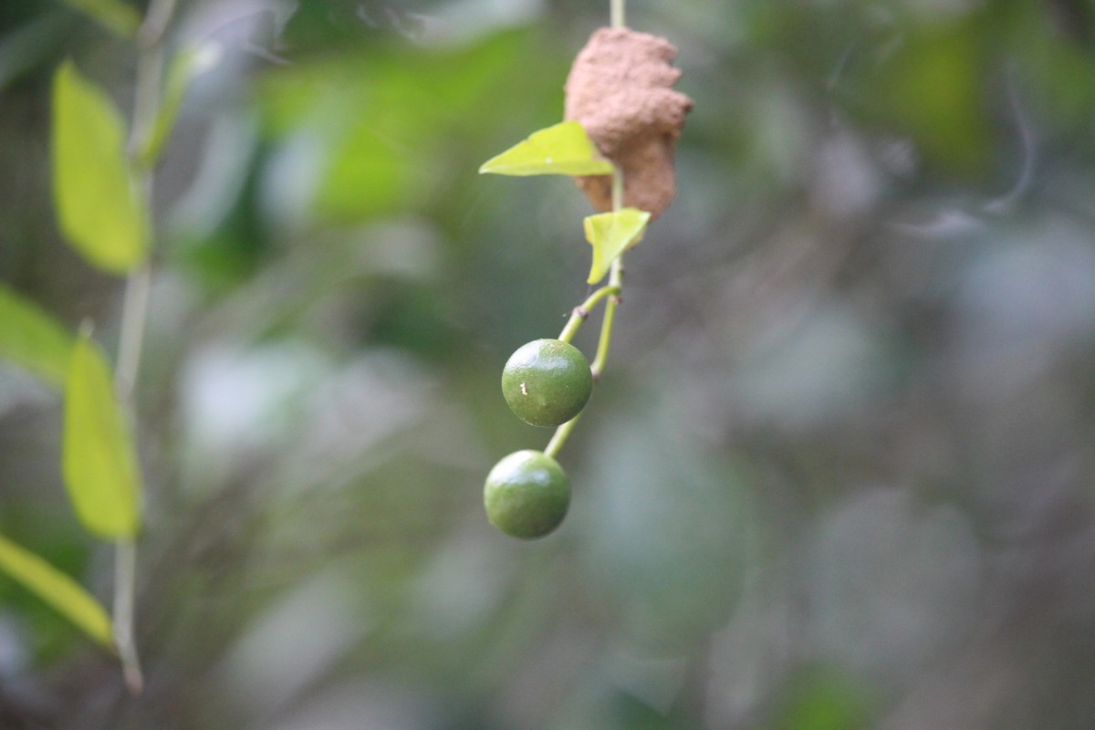 Capparis sepiaria L.